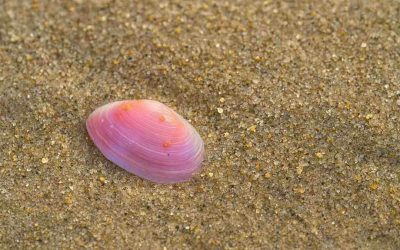 Criaturas marinas con nombre de flor: el universo “sakura” bajo el mar