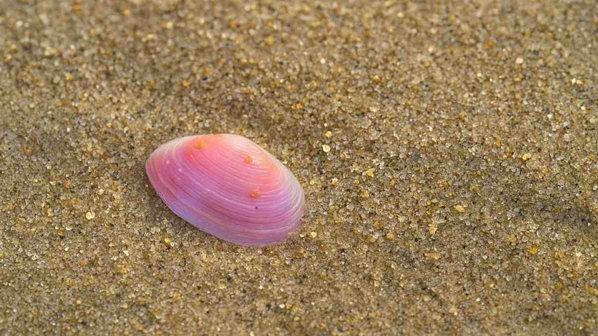 sakura buceo en Japón sakura buceo en Japón