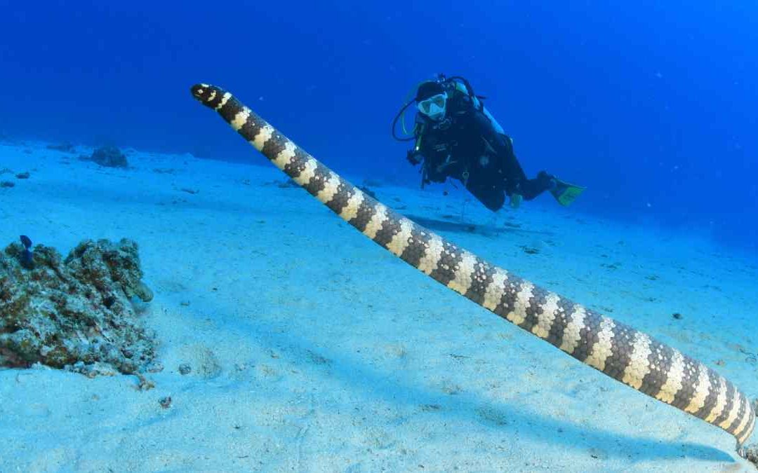 Umihebi: serpientes marinas en Japón y dónde verlas buceando