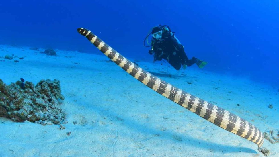 umihebi serpiente buceo en Japón