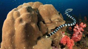 umihebi serpiente buceo en Japón