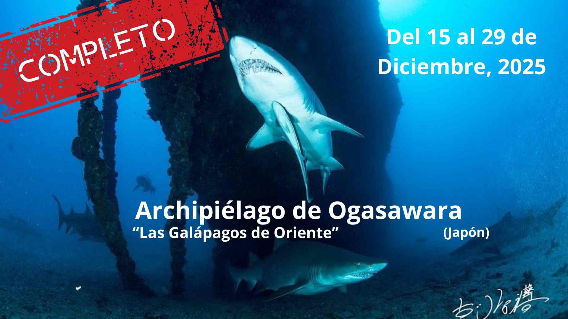 ogasawara buceo en japón