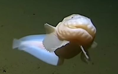 El pez más profundo del mundo viven en Japón