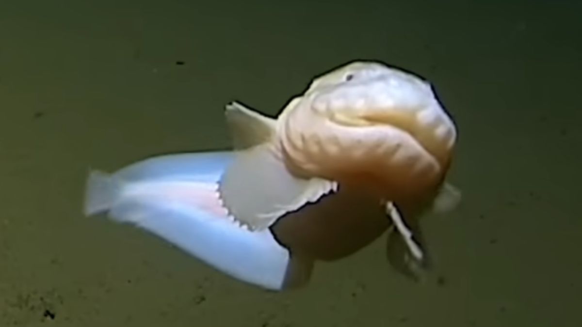 pez mas profundo del mundo buceo en Japón