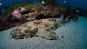 tiburon alfombra tiburones en japón buceo en japón