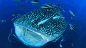 tiburon ballena en japón buceo en japón