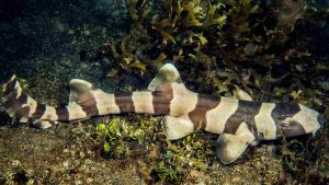 tiburon bambu tiburones en japón buceo en japón