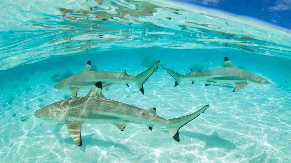 tiburon punta negra tiburones en japón buceo en japón