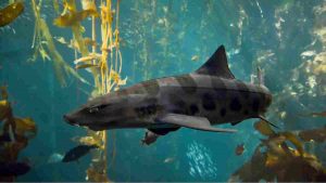 tiburon leopardo tiburones en japón buceo en japón