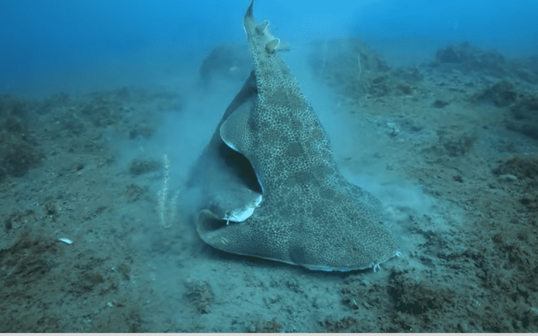 La impresionante cópula del tiburón gata