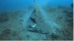 tiburón gata buceo en japón