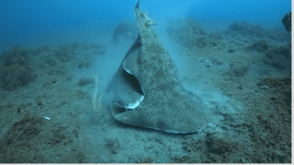 tiburon gata buceo en japón tiburón gata buceo en japón
