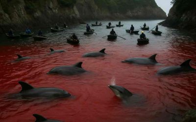 La matanza de delfines en Taiji