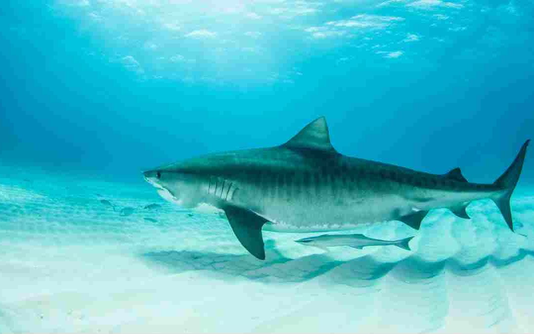 13 tiburones que puedes ver en Japón