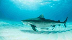 tiburon tigre tiburones en japón buceo en japón