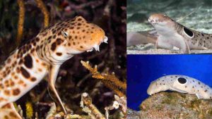 tiburon walking tiburones en japón buceo en japón