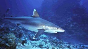 tiburon punta blanca tiburones en japón buceo en japón