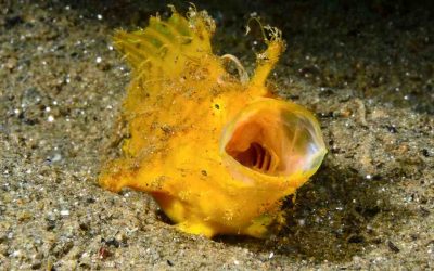 El pez Rana japonés: maestro del disfraz