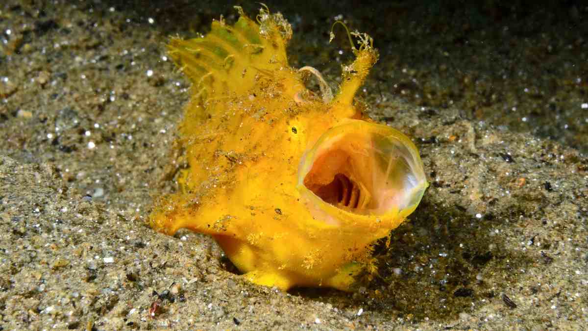 pez rana japones buceo en Japón pez rana japones buceo en Japón