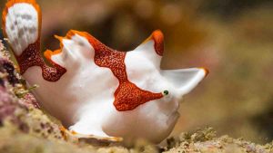 pez rana japones buceo en Japón