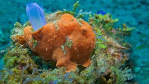 pez rana japones buceo en Japón