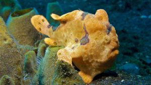 pez rana japones buceo en Japón