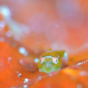 dangouo buceo en Japón