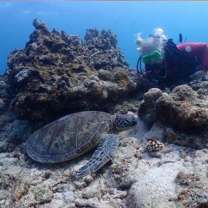 tortuga marina buceo en japón