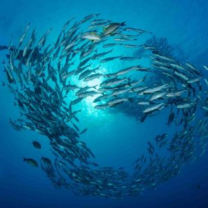 kashiwajima buceo en japón