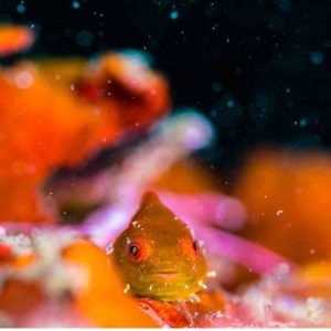 dangouo buceo en Japón