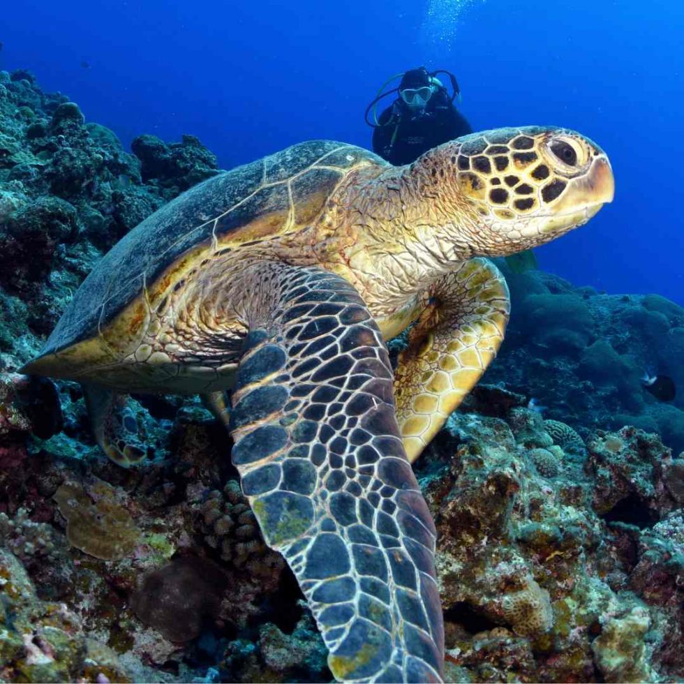 tortuga marina buceo en japón