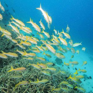 kashiwajima buceo en Japón