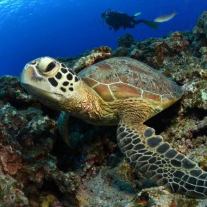 tortuga marina buceo en japón