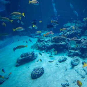 churaumi buceo en Japón