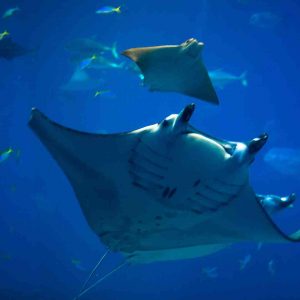 churaumi buceo en Japón