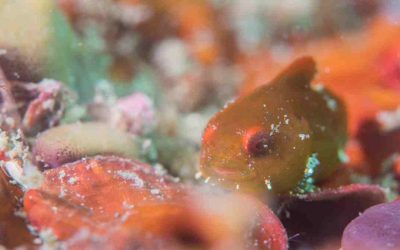 Dango-uo: las bolitas de mar