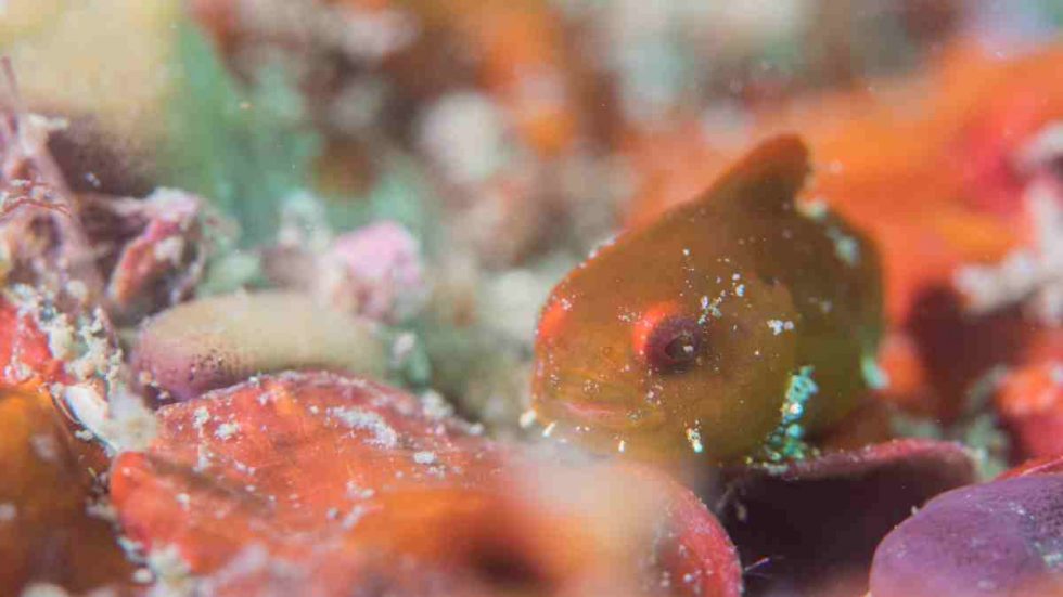 dangouo buceo en Japón