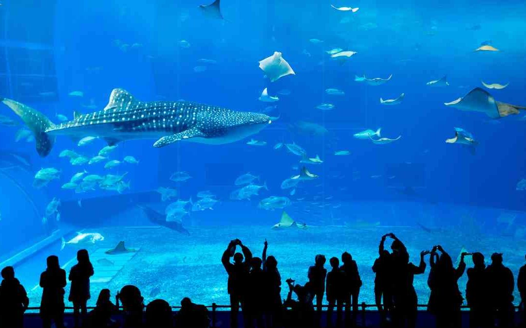 Acuario Churaumi: la joya del mar de Okinawa