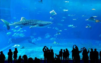 Acuario Churaumi: la joya del mar de Okinawa