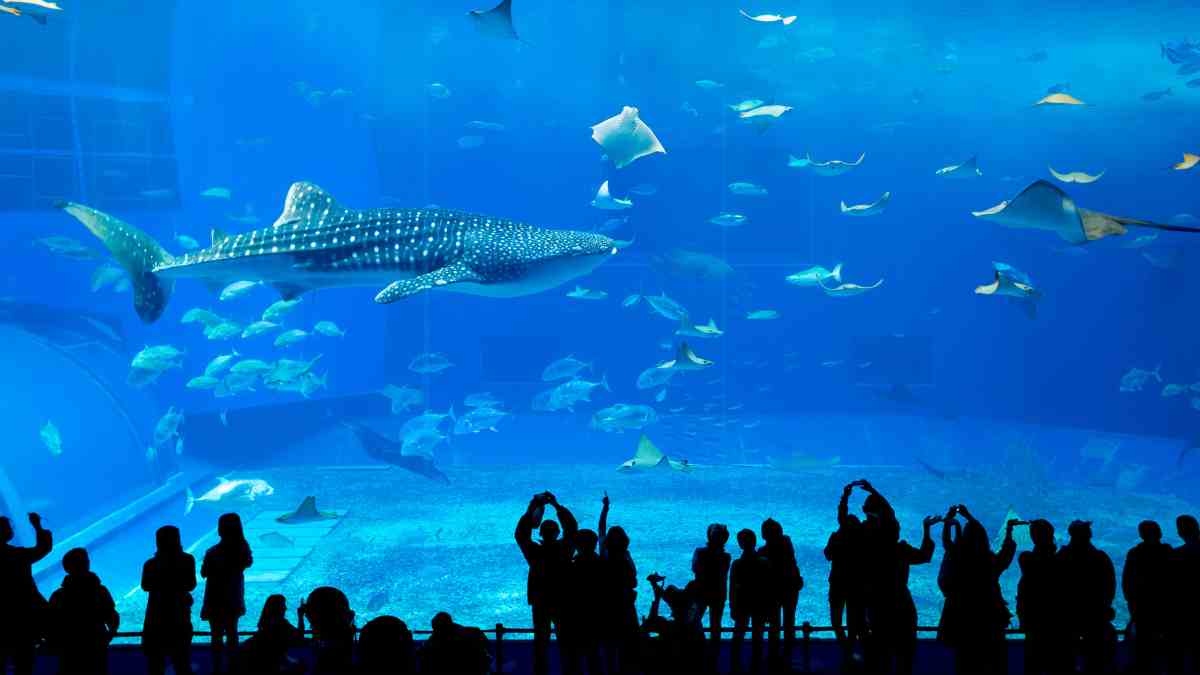 churaumi buceo en Japón