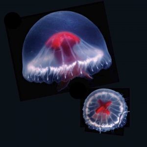 medusas buceo en Japón