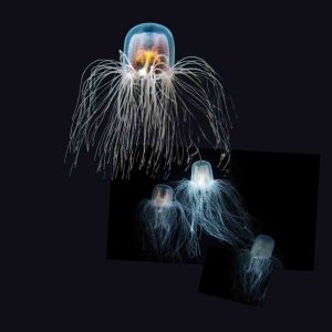 medusas buceo en Japón