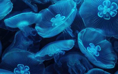 Medusas del mar de Japón: