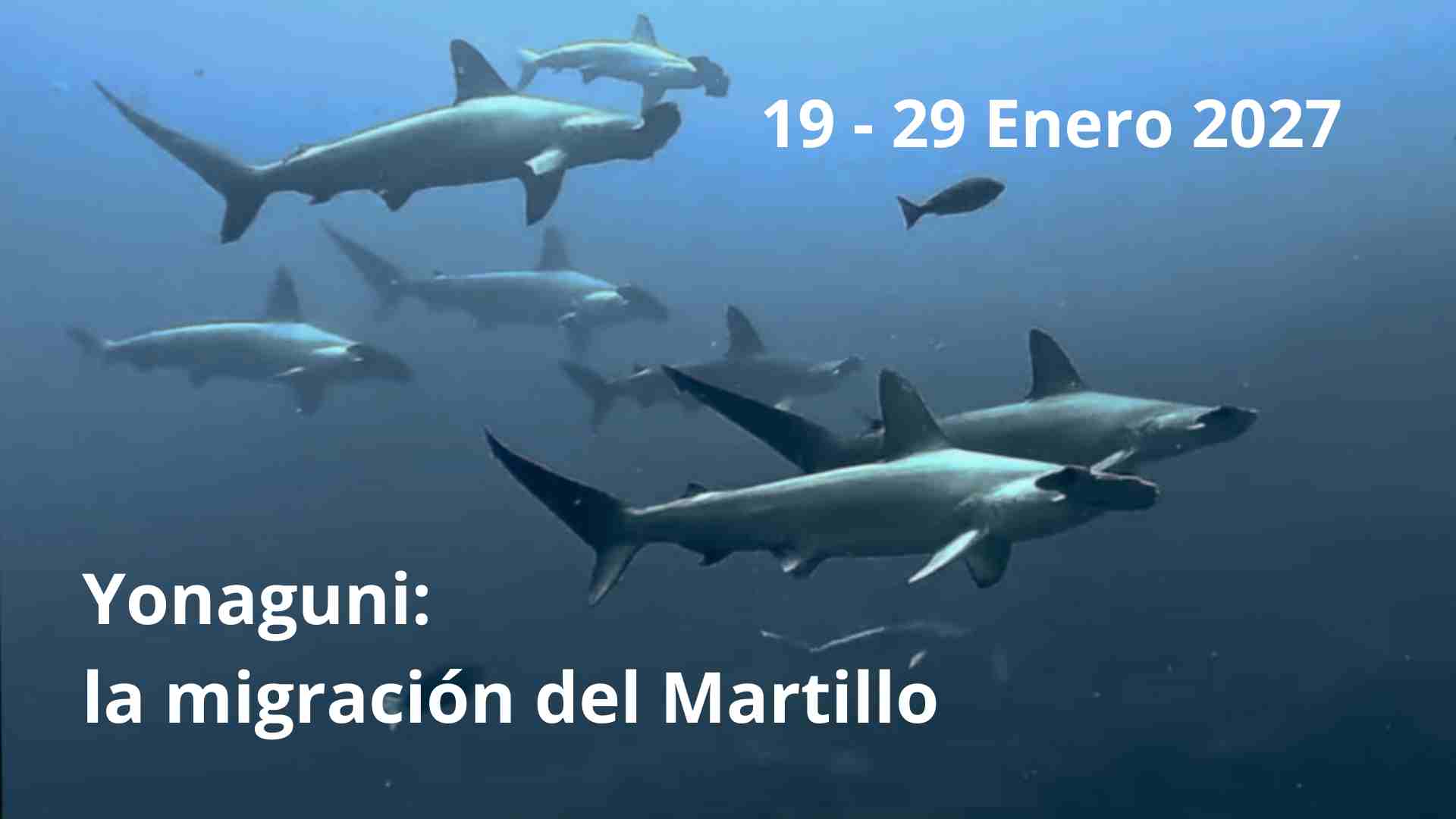 yonaguni martillos buceo en japon