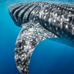 tiburón ballena buceo en japón