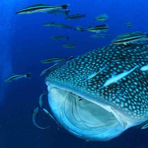 tiburón ballena buceo en japón