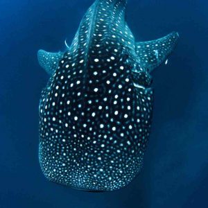 tiburón ballena buceo en japón