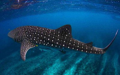 El tiburón ballena y dónde verlo en Japón: datos sorprendentes