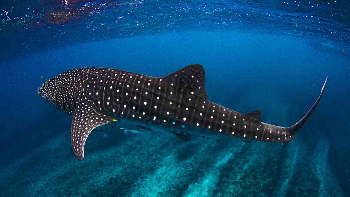 tiburón ballena buceo en japón