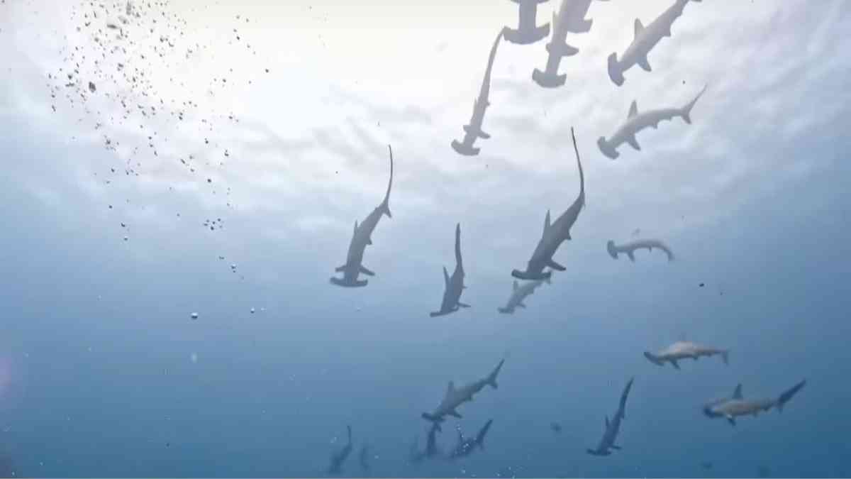 mikomoto buceo en Japón